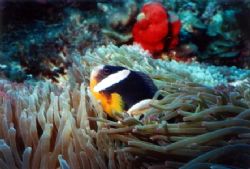 Clarkes Clown with anemone at Abrolhos Islands. by Natasha Tate 